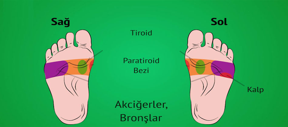 Refleksoloji Çalışmaları ve Kemi̇k-Si̇ni̇r Sistemleri