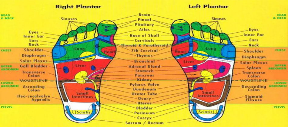 Refleksoloji Uzmanı için Organ ve Sistem Çalışmaları