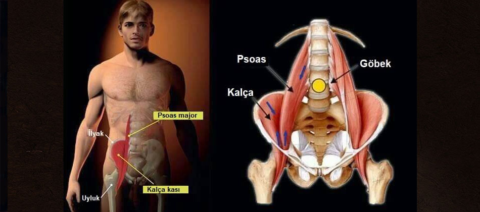 Psoas Kası